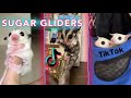 Sugar glider tiktok  2022 compilation