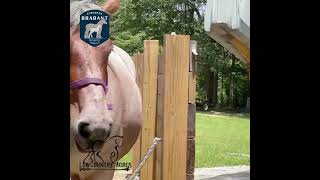 Ebra Member Collects Her Stallion And Prepares The For Shipping To A Client.