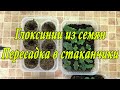 Выращивание Глоксиний из семян. Очередная пикировка. 4 часть