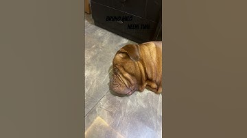 Power Nap 💤 # shih tzu #  French mastiff # YouTube video # viral