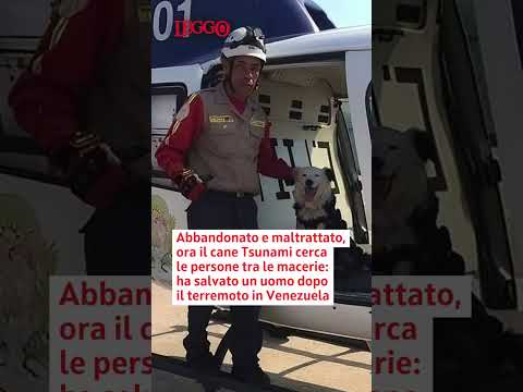 Video Terremoto in Venezuela, tra gli eroi c'è Tsunami: il cane soccorritore che ha salvato un uomo
