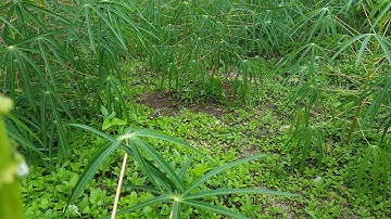 Bẫy cút rừng ( cút um) siêu nhanh clips 1