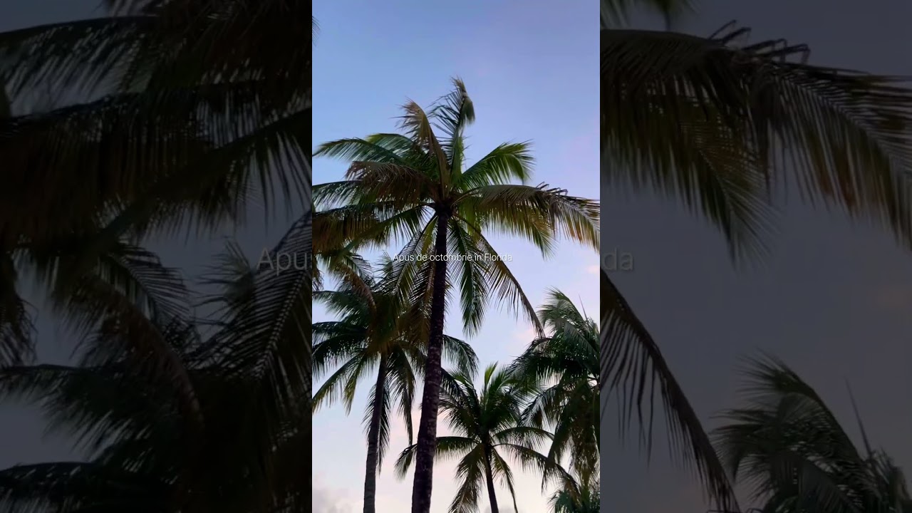 7 seara în Florida