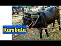 Kambala - Beloved kambala buffalos