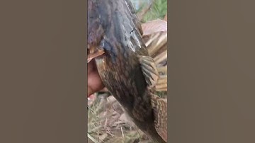 câu cá bống tượng 1kg #shorts