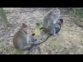 monkeys protecting babies, monkey mom and baby, cute baby monkey -(Part 03)