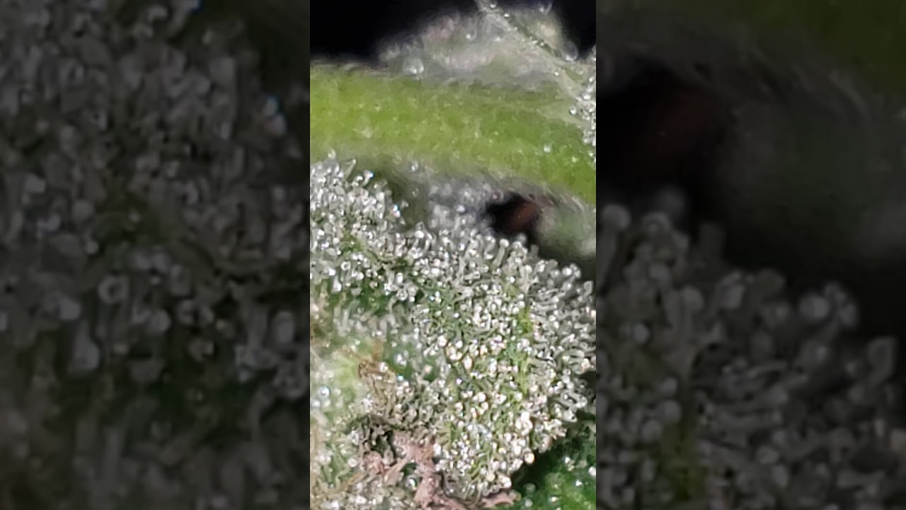 A close look at cannabis Trichomes