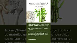 DAWA YA TATIZO LA maumivu ya mifupa na kupungua ujazo Osteoporosis