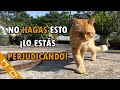 6 COSAS que los GATOS ODIAN / Cosas que NO DEBES HACER con tu gato | Top