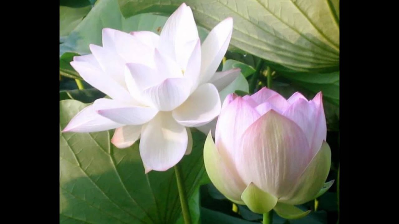 Цветок Индии Лотос