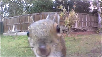 Squirrels: 2 Weeks of Funny Videos - Recorded by My Security Camera (Blink XT)