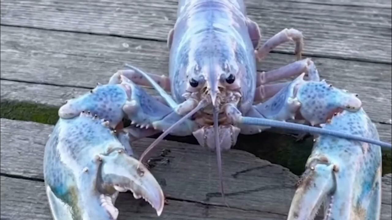 Blue Lobster Jumpscare in Toccata and Fugue (Alternate Angle) YouTube