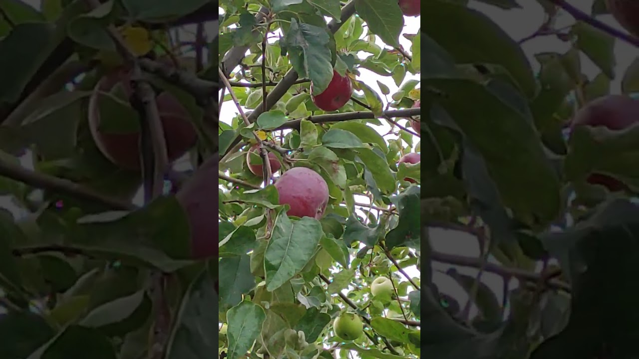 Сады Уральска. Яблоня Кортланд.