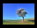 The Snowzinho - The Day We Never Returned