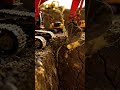 Excavator's Edge: Nature's Stand Amidst Construction 🚜🌿