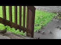 Hawaiian Zebra Doves Gathering for Lunch