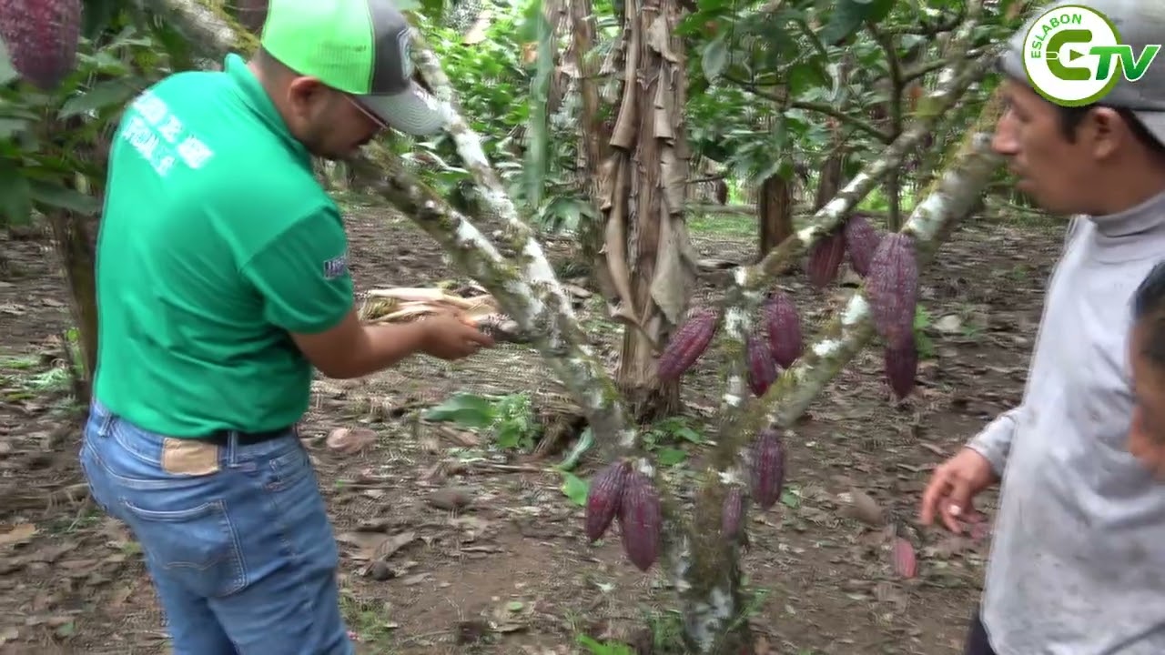 CONOCE MÁS DE LA AGRICULTURA MODERNA EN SAN LUIS DE PAMBIL