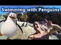 Swimming with Penguins - Boulders Beach