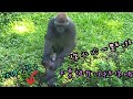 D'jeeco Family|Gorilla|Taipei zoo|Jabali 看到D'jeeco 下壕溝也想跟下去，被Tayari 阻止