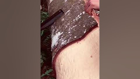 Khai thác cây quế 60 năm tuổi tại thủ phủ quế Văn Yên-Yên Bái