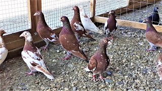 MEULEMANS RACING PIGEONS FARMA PIGEONS IN THE BACKYARD-TIL 6982003778