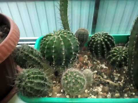Video: Mimozemské Kaktusy Vám Pomohou Hledat Mimozemský život - Alternativní Pohled