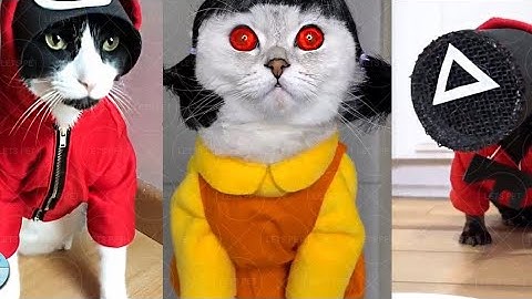 Squid Game Netflix Dogs And Cats - Tik Tok Cats Squid Game #3