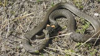 Պարսկական Ջրային Օձ (Լորտու) | Persian Grass Snake