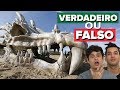 CABEÇA DE DRAGÃO ENCONTRADA NA PRAIA - VERDADEIRO OU FALSO??