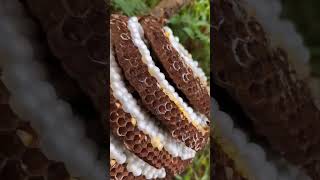 Anatomy Of A Hornets Nest