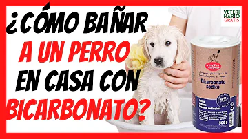 ¿Cómo limpiar a un perro con bicarbonato?