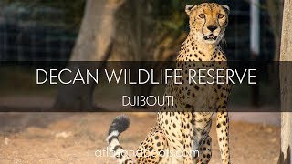 Decan wildlife reserve in Djibouti