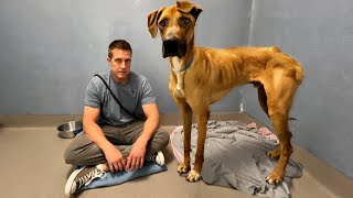 Mom dumps Great Dane because kids wont feed him 😔 by Rocky Kanaka 566,753 views 2 weeks ago 30 minutes