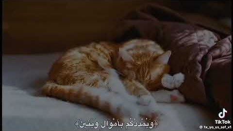 قرآن كريم راحه للقلب والنفسيه❤️صلوا على سيدنا محمد