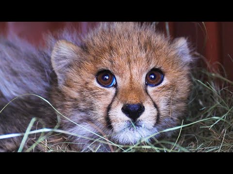 Videó: Pet Scoop: Három Cheetah Cubs Survive Tough Start, Katherine Heigl segíti a Sochi kölykök mentését