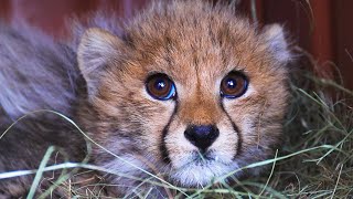 3 NEW baby cheetahs make a home at the sanctuary | The Lion Whisperer