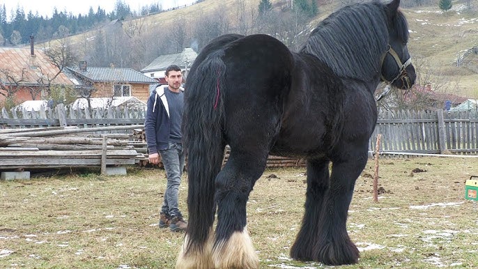 Probe cu cai de tractiune la dublu de la Marginea, Suceava 21 Mai ...