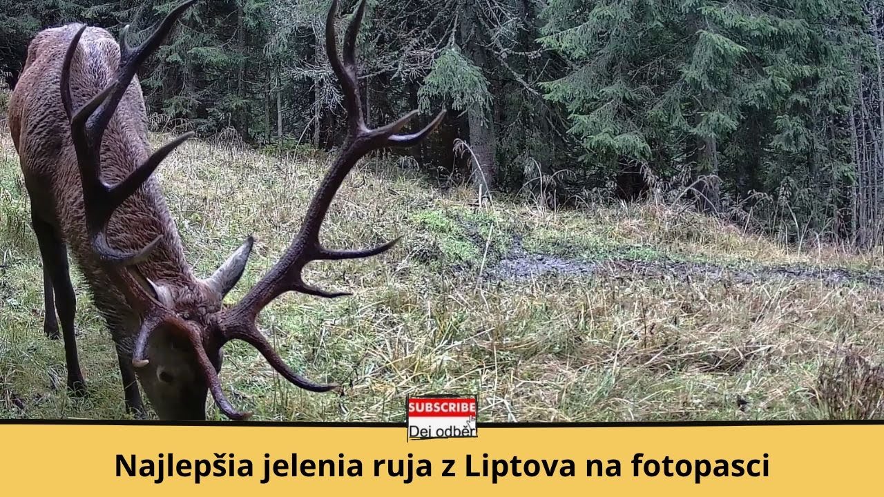 Najlepšia jelenia ruja z Liptova na fotopasci 🎥🦌💘 Polrok pri kalisku v horách 💧🌲