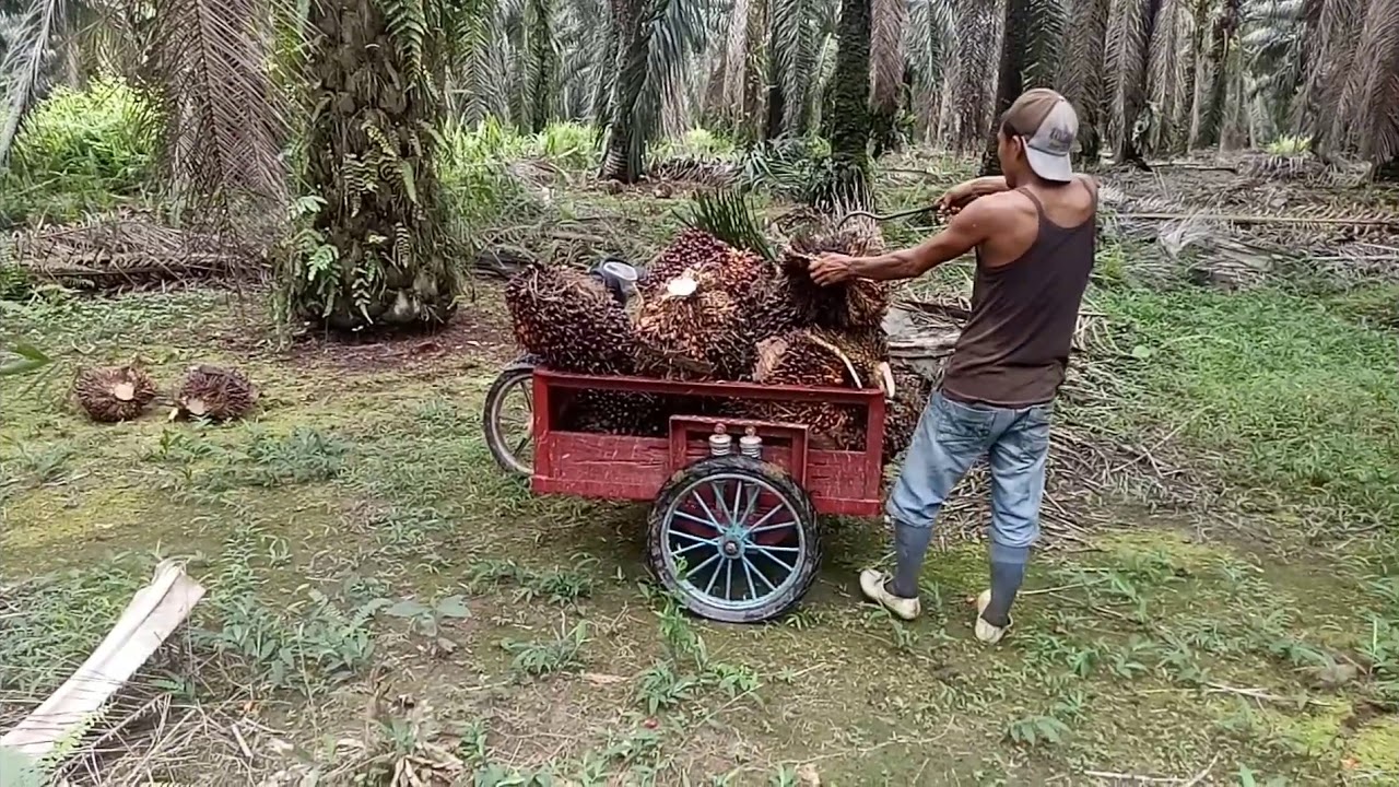 Modifikasi Motor Buat Angkut Sawit YouTube