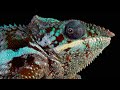 Colors Of The Reptiles (Lizards &amp; Chameleons)-  4k/30fps HDR (ULTRA HD)
