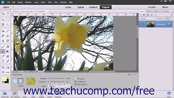 Photoshop Elements 13 Tutorial Using the Paint Bucket Tool Adobe Training