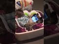 Gatto con la camicia guarda video sullo smartphone