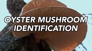 Oyster Mushroom (Pleurotus ostreatus) Identification with Adam Haritan