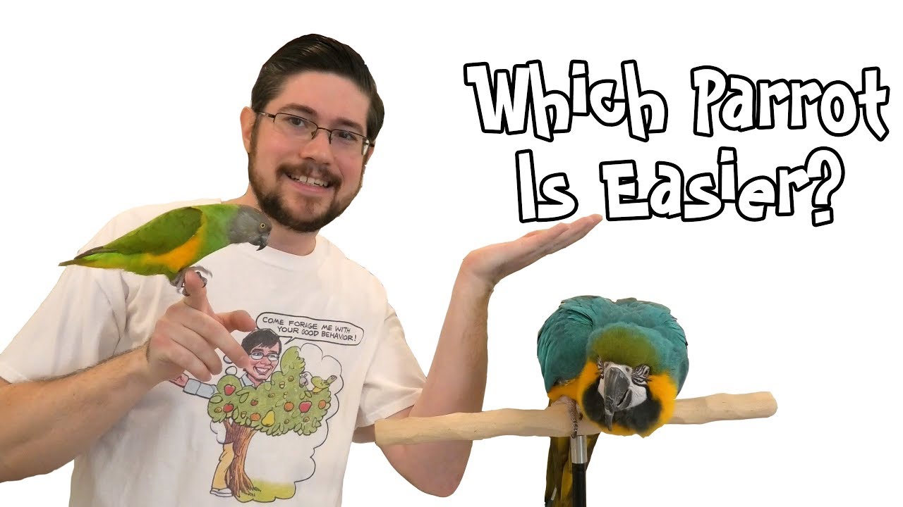 quaker parrot petsmart