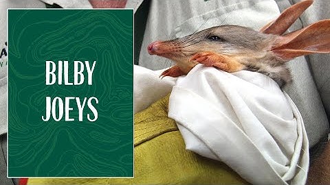 Taronga Zoo Sydney welcomes two Greater Bilby Joeys!