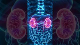 Kidney Stone Ki Pehchan Ka Sab Se Aasan Test | Ultrasound Machine #cbcreport #hemoglobin