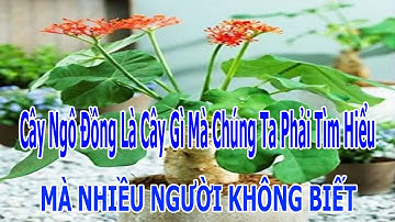 Cây Ngô Đồng Là Cây Gì ? Vì Sao Phải Tìm Hiểu ? Sức Khỏe Và Cuộc Sống