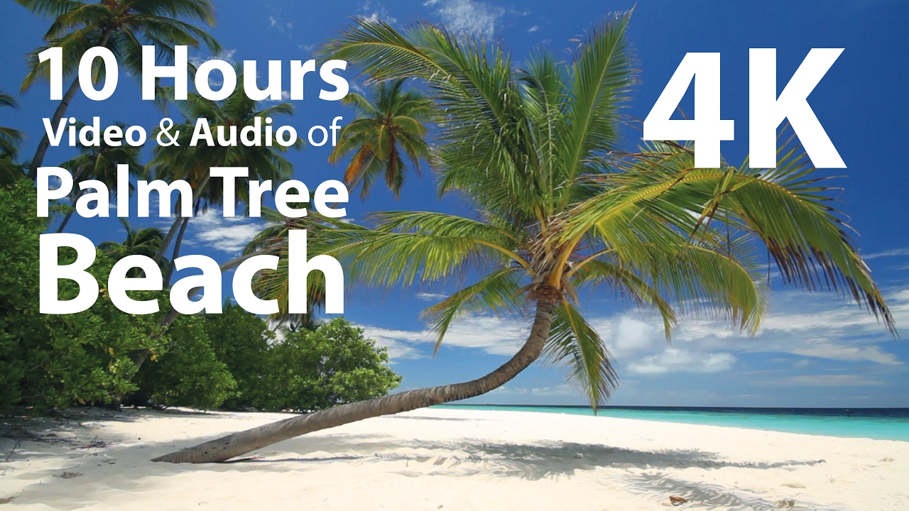 ♥♥ Relaxing 3 Hour Video of Tropical Beach with Blue Sky White Sand and Palm Tree