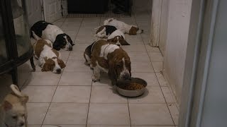 Silly Bassets all try to eat from the same dish! by CopperstateBassets 116,388 views 7 years ago 6 minutes