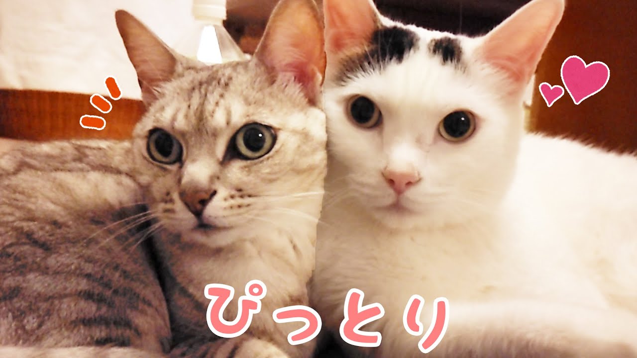 パパママ晩酌中の猫たちが可愛すぎた…！